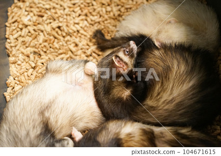 a picture of an animal ferret photo 104671615