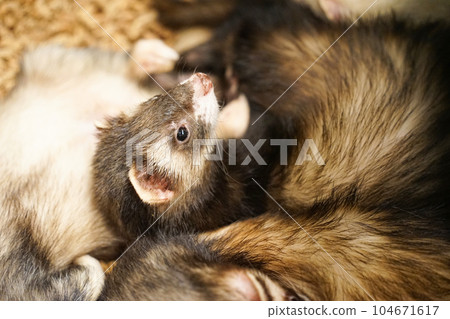 a picture of an animal ferret photo 104671617