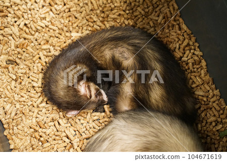 a picture of an animal ferret photo 104671619