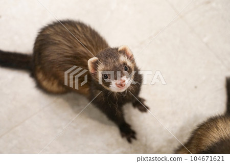 a picture of an animal ferret photo 104671621