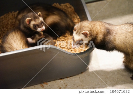 a picture of an animal ferret photo 104671622