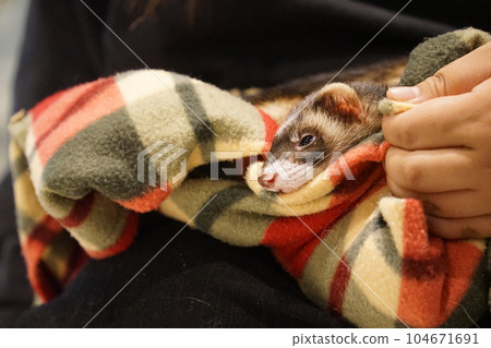 A picture of a ferret in an animal blanket 104671691