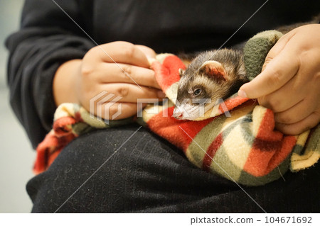 A picture of a ferret in an animal blanket 104671692