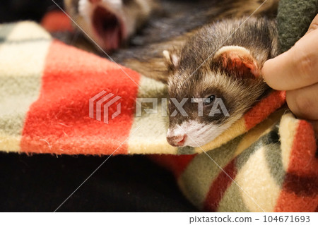 A picture of a ferret in an animal blanket 104671693
