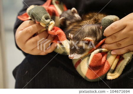 A picture of a ferret in an animal blanket 104671694