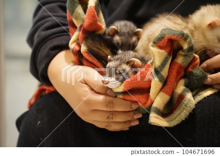 A picture of a ferret in an animal blanket 104671696