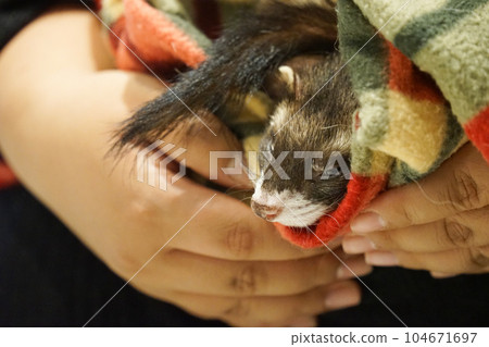 A picture of a ferret in an animal blanket 104671697