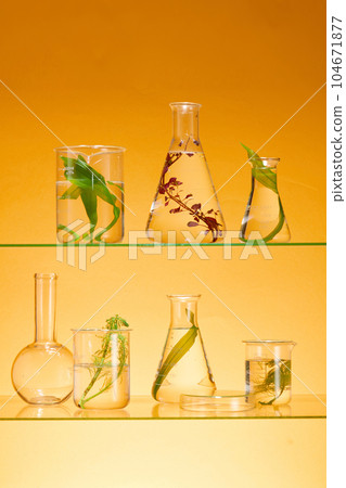 Several types of fresh seaweed are filled inside laboratory glassware displayed on shelves. Orange background. Vacant space on podium for beauty product promotion 104671877