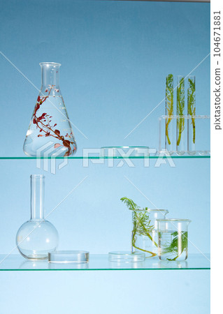 Red and green seaweed decorated inside some glassware in the laboratory. Round-shaped podiums to display cosmetic or functional foods product Red and green seaweed decorated inside some glassware in the laboratory. Round-shaped podiums to display cosmetic or functional foods product 104671881