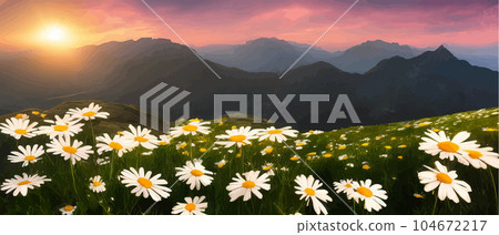Summer landscape field daisies against backdrop mountains. Wild nature with sky Summer landscape field daisies against backdrop mountains. Wild nature with sky 104672217