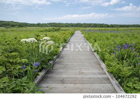 Northern wilderness garden Northern wilderness garden 104672292