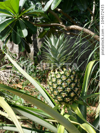 Young pineapple fruit on tree plant with natural green background, Tasty tropical fruit on the farmland 104672435