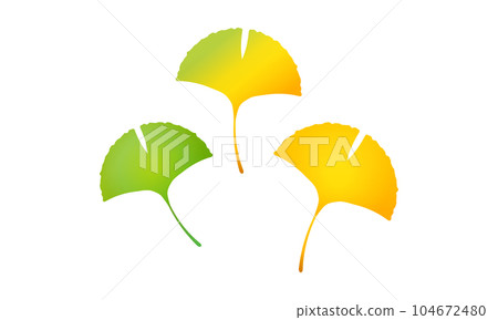 Ginkgo biloba Ginkgo biloba 104672480