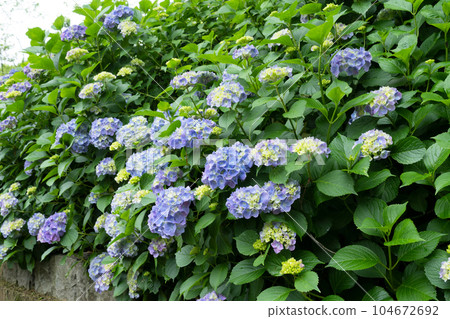 hydrangea flower hydrangea flower 104672692