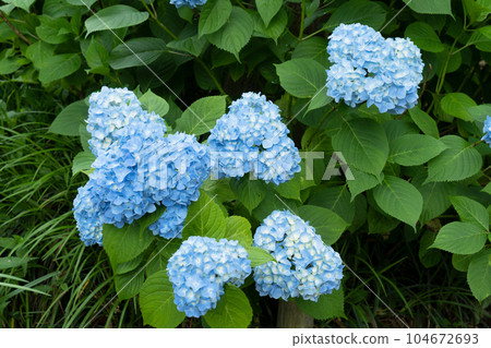 hydrangea flower hydrangea flower 104672693