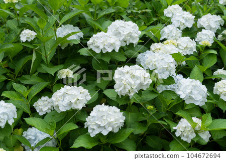 hydrangea flower hydrangea flower 104672694