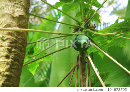 青木瓜水果 104672705