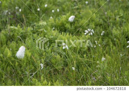 Northern wilderness garden Northern wilderness garden 104672818