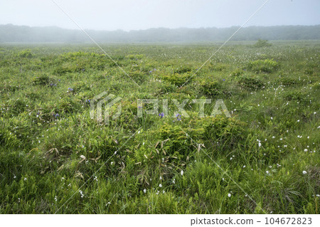Northern wilderness garden Northern wilderness garden 104672823