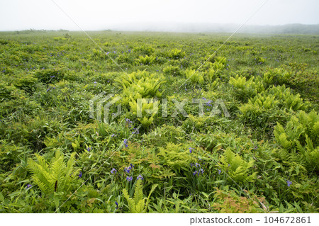 北部荒野花園 104672861