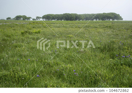 北部荒野花園 104672862