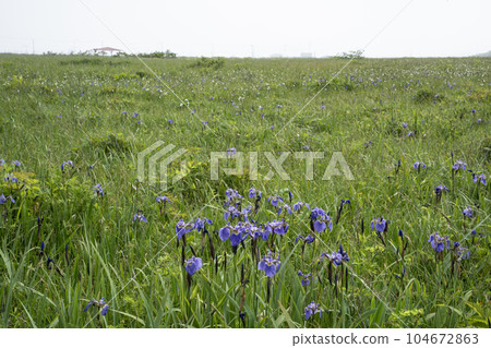 北部荒野花園 104672863