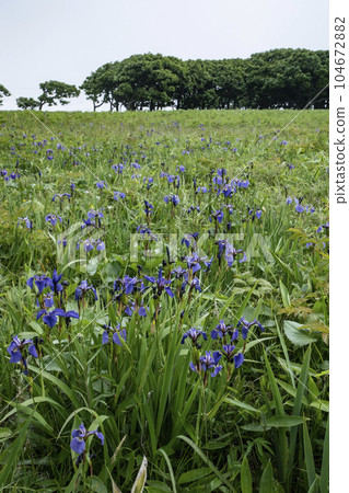 Northern wilderness garden Northern wilderness garden 104672882