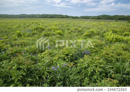 Northern wilderness garden Northern wilderness garden 104672883