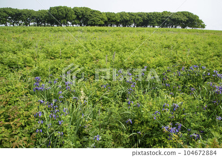 Northern wilderness garden Northern wilderness garden 104672884