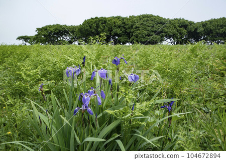 北部荒野花園 北部荒野花園 104672894