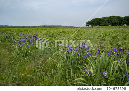 Northern wilderness garden Northern wilderness garden 104672896