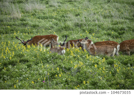 Ezoshika春天 104673035