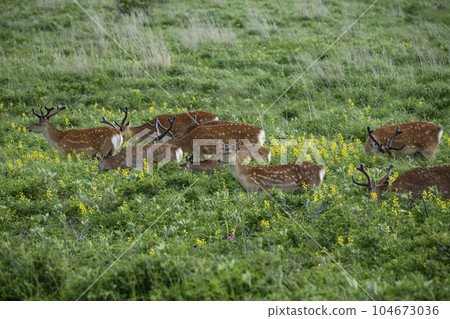 Ezoshika春天 104673036