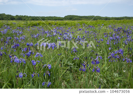 北部荒野花園 北部荒野花園 104673056