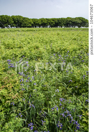 Northern wilderness garden Northern wilderness garden 104673067