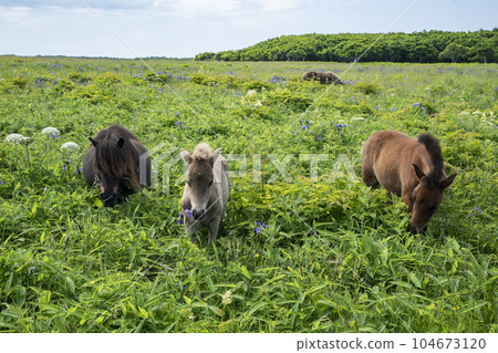Horses in the Northern Primeval Flower Garden Horses in the Northern Primeval Flower Garden 104673120