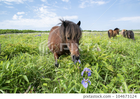 北方原始花園裡的馬 104673124