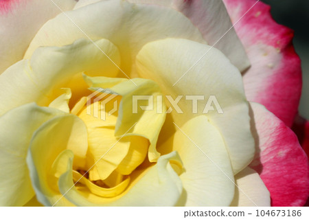 象牙色，黃色和粉色漸變玫瑰花格蕾絲（2001 年英國，使用微距鏡頭，自然光照片） 104673186