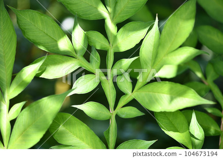 天南星科、魔芋葉 104673194