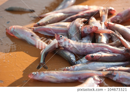 剛在白沼漁港登陸的 Shishamo 104673321