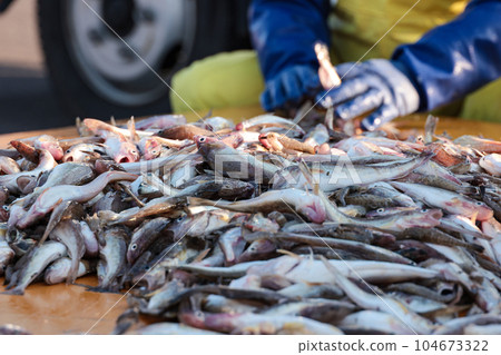 Selection of shishamo smelt landed at Shiranuka fishing port 104673322