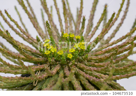 Euphorbia flanaganii 104673510