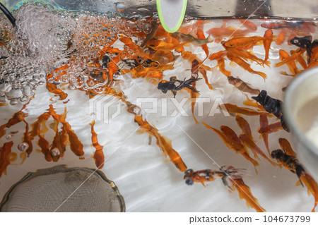 節日金魚撈節日節日水金魚紅眼 節日金魚撈節日節日水金魚紅眼 104673799