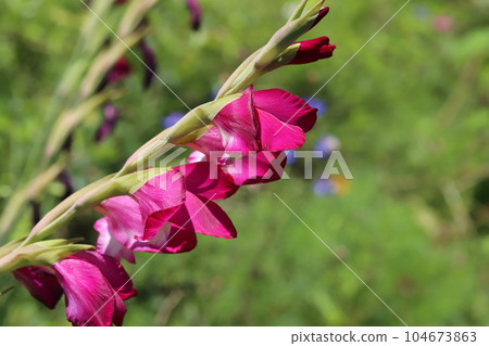 初夏花園中盛開的深粉色劍蘭花 104673863