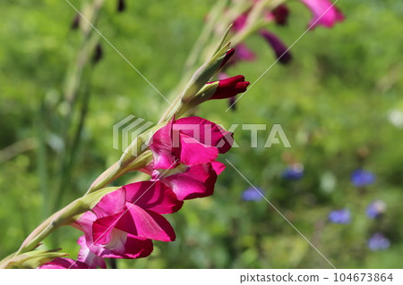 Dark pink gladiolus flowers blooming in early summer garden Dark pink gladiolus flowers blooming in early summer garden 104673864