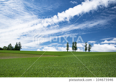 Biei hills with fresh greenery 104673946