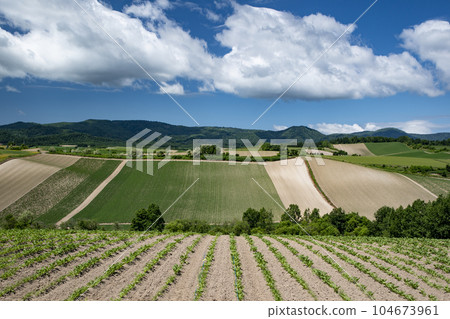 Biei hills with fresh greenery Biei hills with fresh greenery 104673961