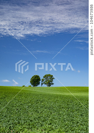 Biei hills with fresh greenery Biei hills with fresh greenery 104673986