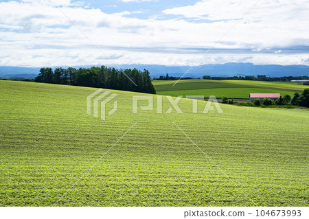 Biei hills with fresh greenery Biei hills with fresh greenery 104673993
