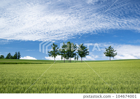 Biei hills with fresh greenery Biei hills with fresh greenery 104674001
